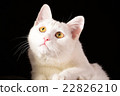 White cat looking up closeup on black background 22826210