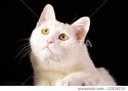 White cat looking up closeup on black background White cat looking up closeup on black background 22826210