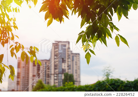 high-rise buildings view from the park trees high-rise buildings view from the park trees 22826452