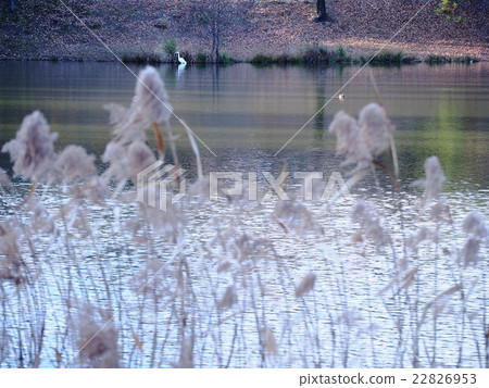 Shirasagi no pond 22826953