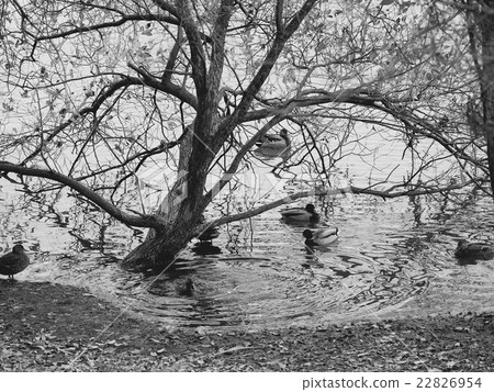一隻鴨子聚集在岸邊的樹下 一隻鴨子聚集在岸邊的樹下 22826954