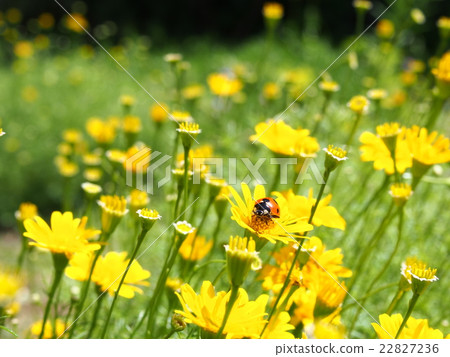 Lots of Dissotia Lots of Dissotia 22827236