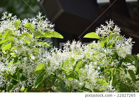 Flower of Hinatsubotago Flower of Hinatsubotago 22827265