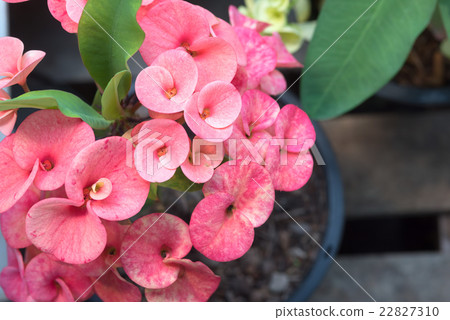 Crown of thorns flowers 22827310