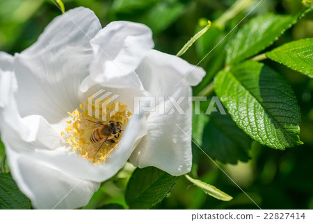 White honeymous flowers 22827414