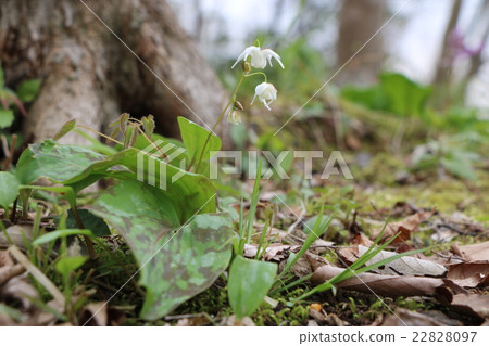 Freshwater leek 22828097