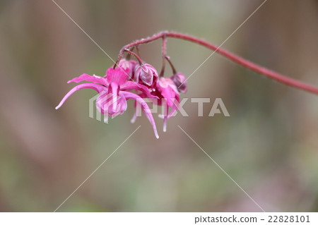 Freshwater leek Freshwater leek 22828101