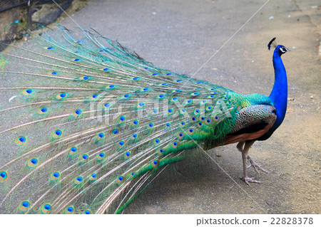 Peacock 22828378