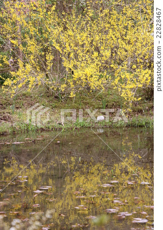 Forsythia 22828467