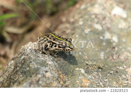 Tonosawa青蛙 Tonosawa青蛙 22828523