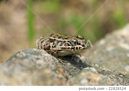 Tonosawa青蛙 22828524