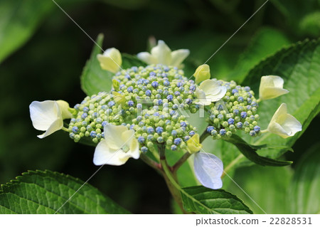  繡球花 22828531