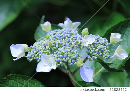  繡球花 22828532
