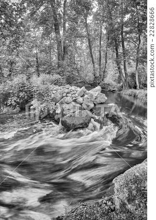 Black and white picture of a river bend in forest. 22828666