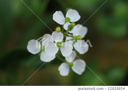 Nagabao moodaca 22828854