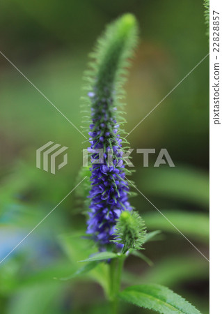 Veronica / Blue Comet 22828857