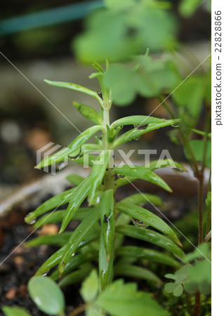 Sedum / Rupestre Angelina Sedum / Rupestre Angelina 22828866