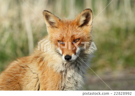 Kita fox 22828992