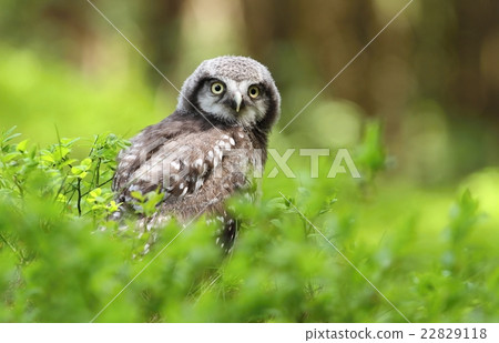 Young sparrow owl in forest Young sparrow owl in forest 22829118