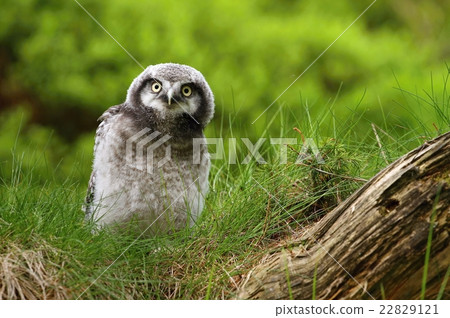 Baby sparrow owl Baby sparrow owl 22829121