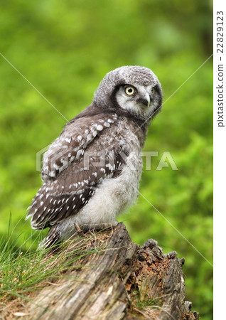 Baby owl Surnia ulula Baby owl Surnia ulula 22829123