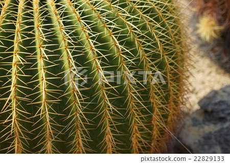 仙人掌 22829133