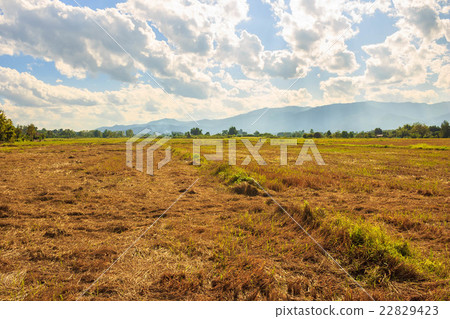 Landscape Landscape 22829423