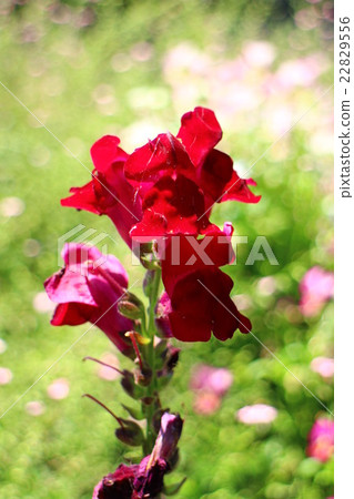 Antelrhinum majyus金魚青銅紅 Antelrhinum majyus金魚青銅紅 22829556