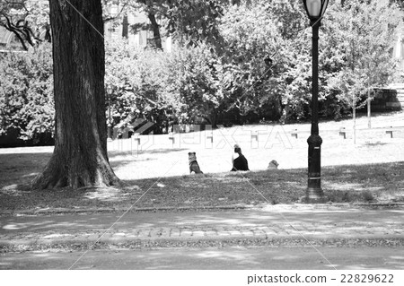 Central Park 22829622