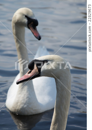 Swan (Cygnini) Swan (Cygnini) 22829673