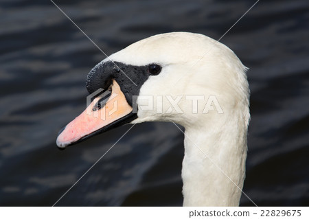Swan (Cygnini) Swan (Cygnini) 22829675