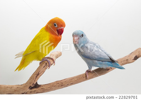 Yellow Lobebird and Pastel Blue Forpus Yellow Lobebird and Pastel Blue Forpus 22829701