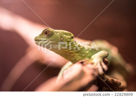 Epson Aquapark Shinagawa Green Basilisk Female 22829809