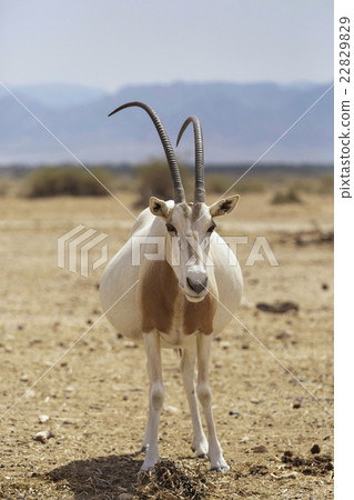 pregnant Oryx in the desert 22829829