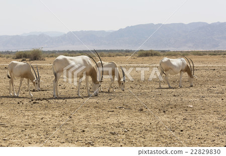Arabian Oryx in the desert 22829830