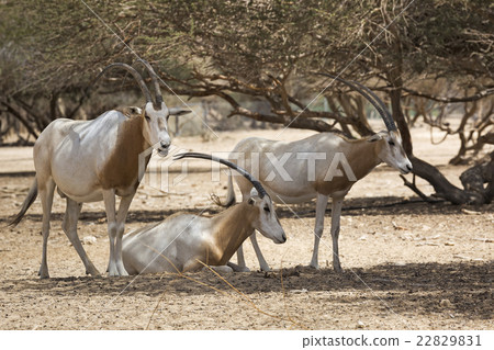 Arabian Oryx in the desert 22829831