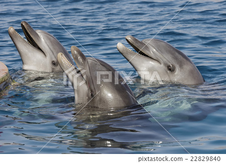 beautiful dolphins beautiful dolphins 22829840