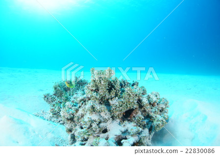 Coral and blue sea and sun Coral and blue sea and sun 22830086
