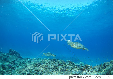 烏龜和藍色的大海 22830089