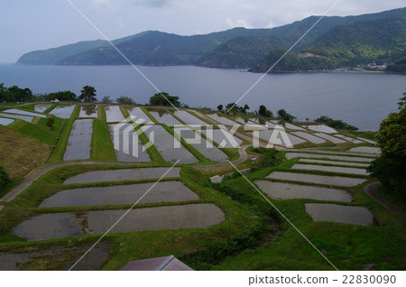 新鮮的稻田和日本海 22830090