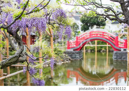 Wisteria of Kameido Tenjin Wisteria of Kameido Tenjin 22830112