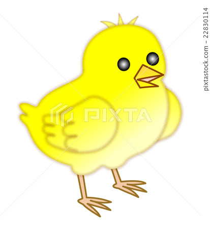 小雞雞 小雞雞 22830114