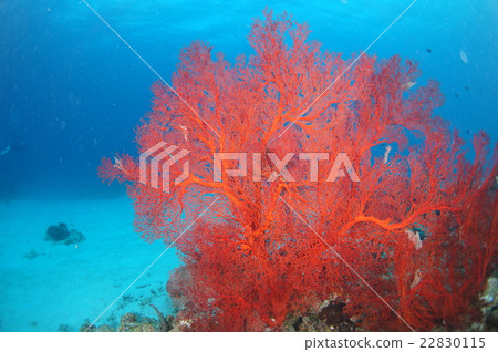 藍色海和紅珊瑚 藍色海和紅珊瑚 22830115