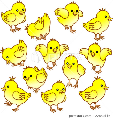 小雞 小雞 22830116