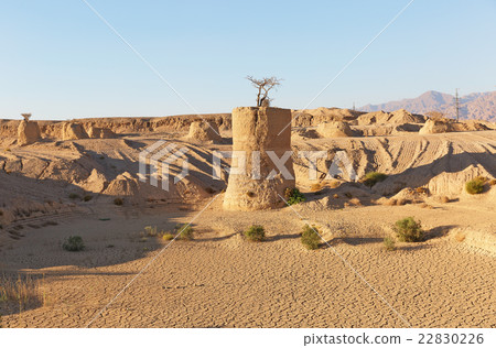 Acacia on poles in the desert 22830226