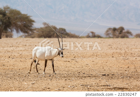 Oryx Gazella in the desert 22830247