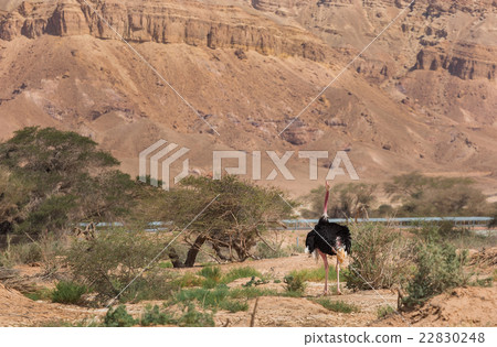 beautiful ostrich in the desert beautiful ostrich in the desert 22830248