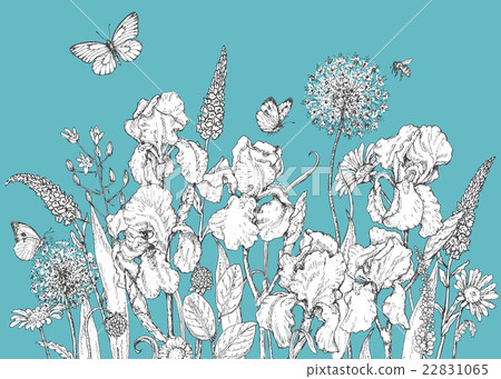 Iris, wild flowers and insects sketch Iris, wild flowers and insects sketch 22831065