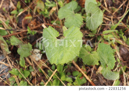 津瓦吹葉 22831256