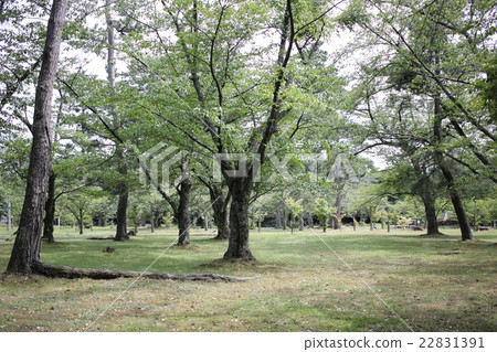 Gosho Yoshizaki(福井縣蘆原市) Gosho Yoshizaki(福井縣蘆原市) 22831391